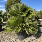 Palmička nízka (Chamaerops Humilis) ´VULCANO´ - výška 140-150 cm, kont. C130L/C160L - VIACKMENNÁ - EXEMLPÁR (-15°C)